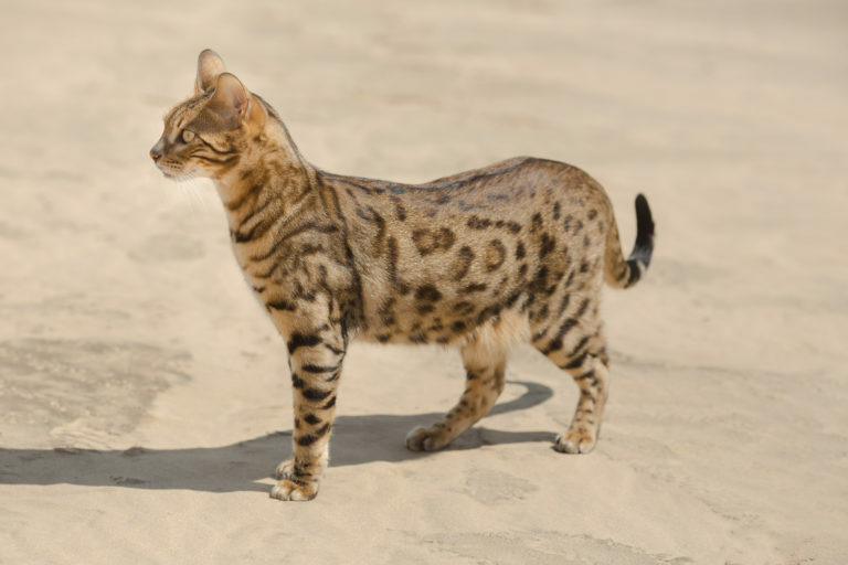 gato-savannah gato-savannah