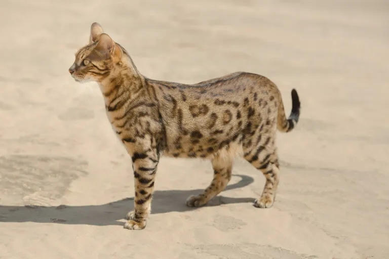 gato-savannah