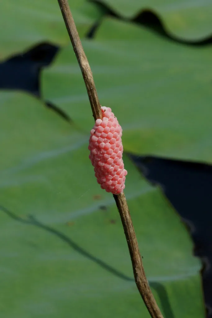 ovos-caracol-maca