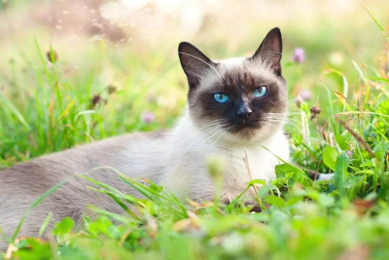 parasitas_1 Parasitas dos gatos: com a chegada do tempo mais quente os parasitas reproduzem-se e colonizam os gatos