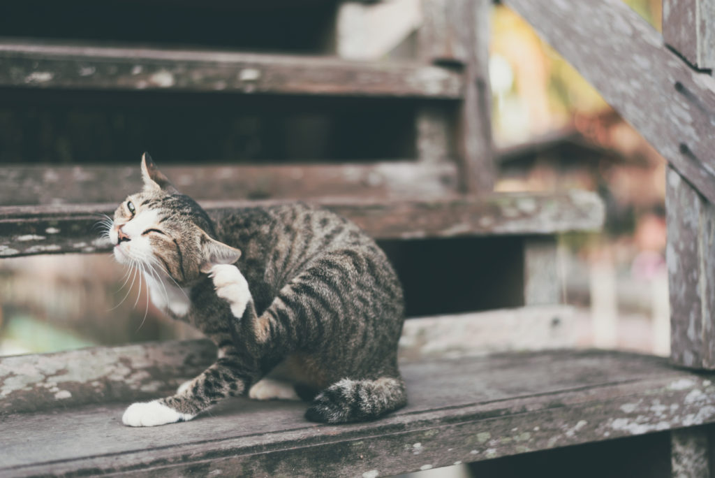 Os parasitas dos gatos podem ser internos ou externos