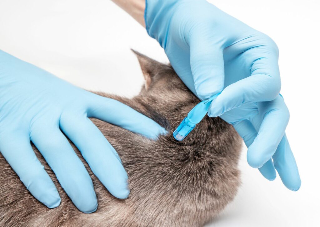 Parasitas dos gatos: medicamentos antiparasitários são bastante eficazes