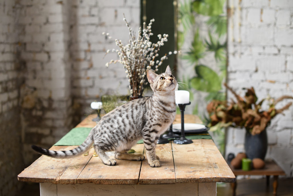 raca-savannah