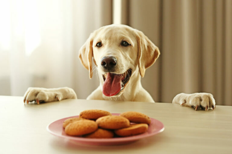 Cute Labrador dog and cookies against wooden table on unfocused background