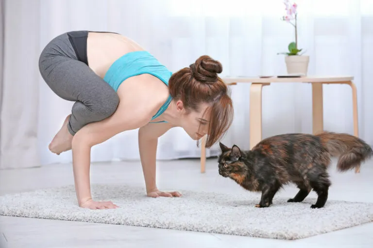 mulher a fazer yoga com gatos mulher a fazer yoga com gatos