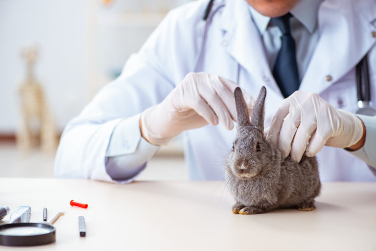 um veterinário a avaliar um coelho