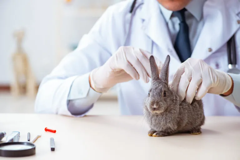 um veterinário a avaliar um coelho um veterinário a avaliar um coelho