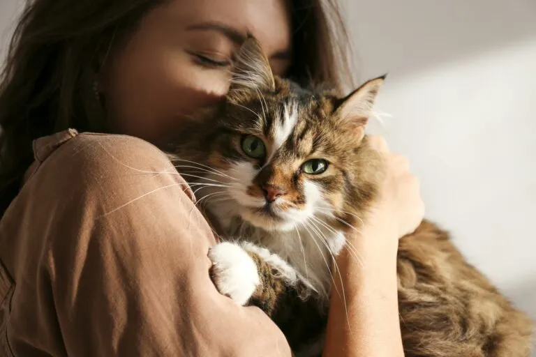 adotar-gato-covid-19 adotar-gato-covid-19