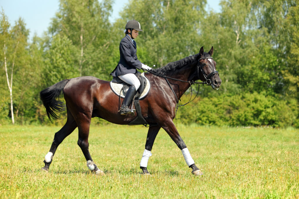 Diferença entre Andar a Cavalo e Montar Cavalo :: Dressage Arte Equestre