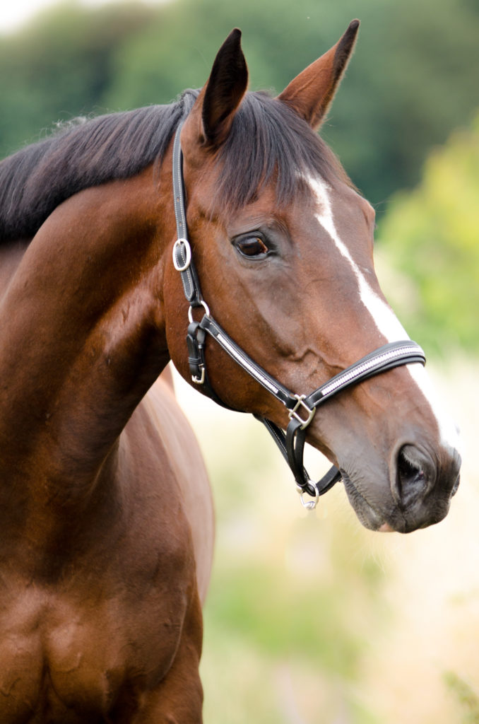 Saiba o que é necessário para ter um cavalo como animal de