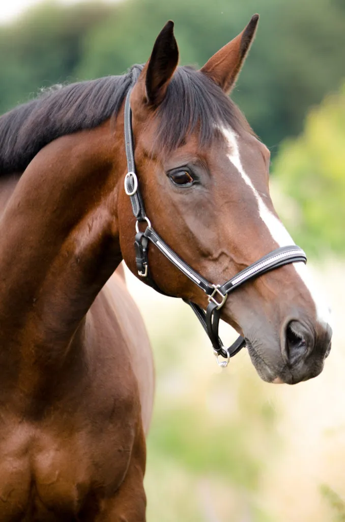 cabecoes-cavalo
