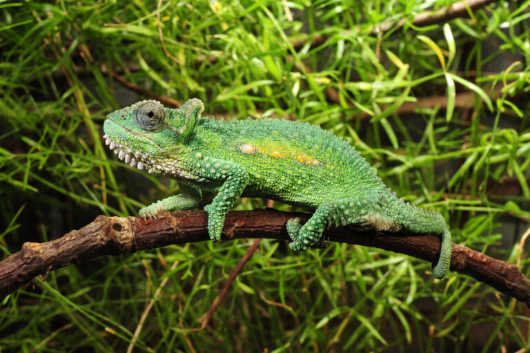 camaleão como animal de estimação