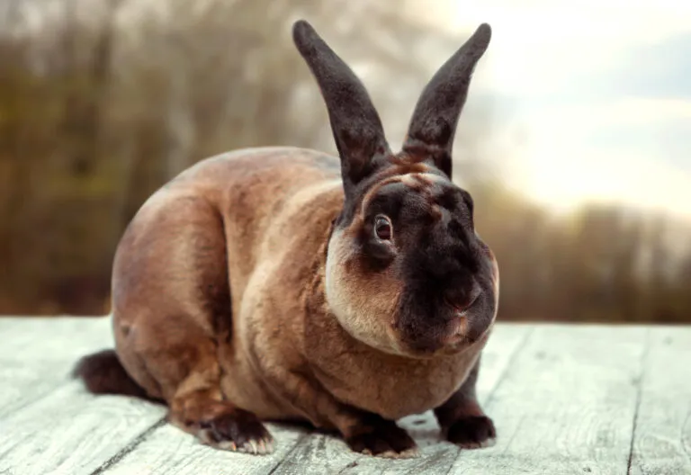 Brown rabbit on a white wooden table. Beauty shoot. Castor Rex. Brown rabbit on a white wooden table. Beauty shoot. Castor Rex.