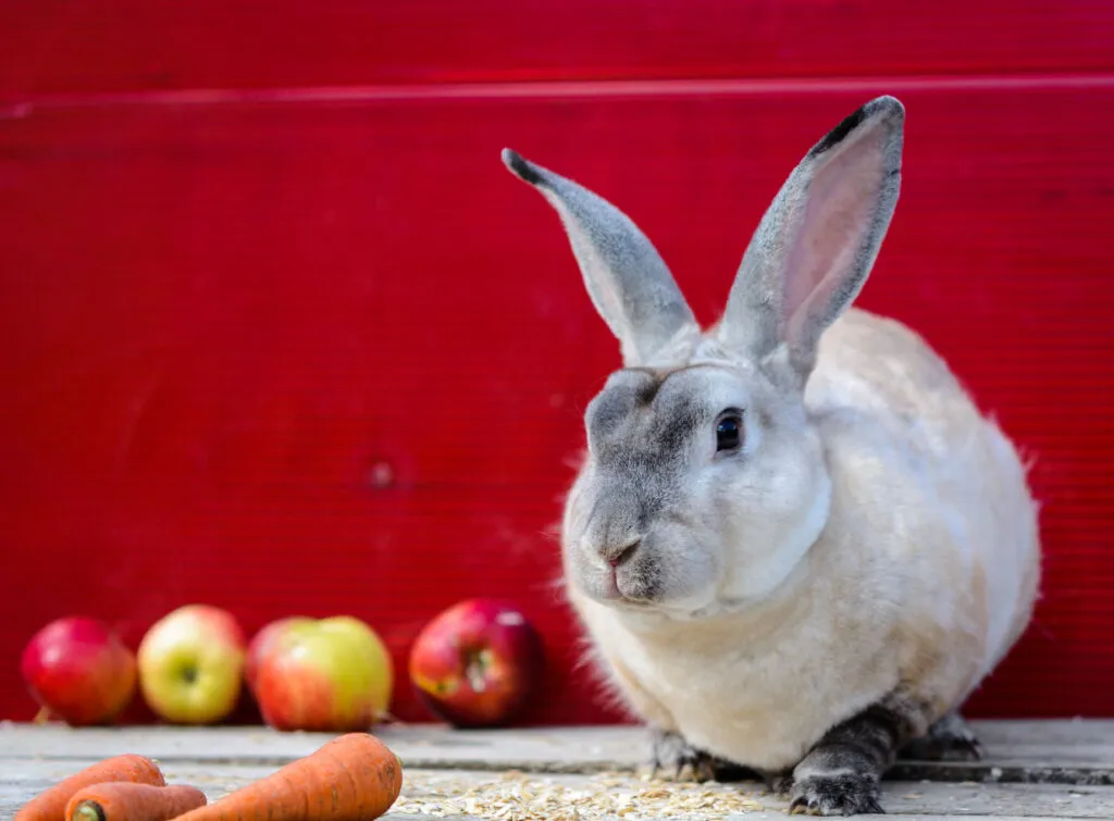One Rex milky color rabbit sitting near apples on wooden table . A red background. close up