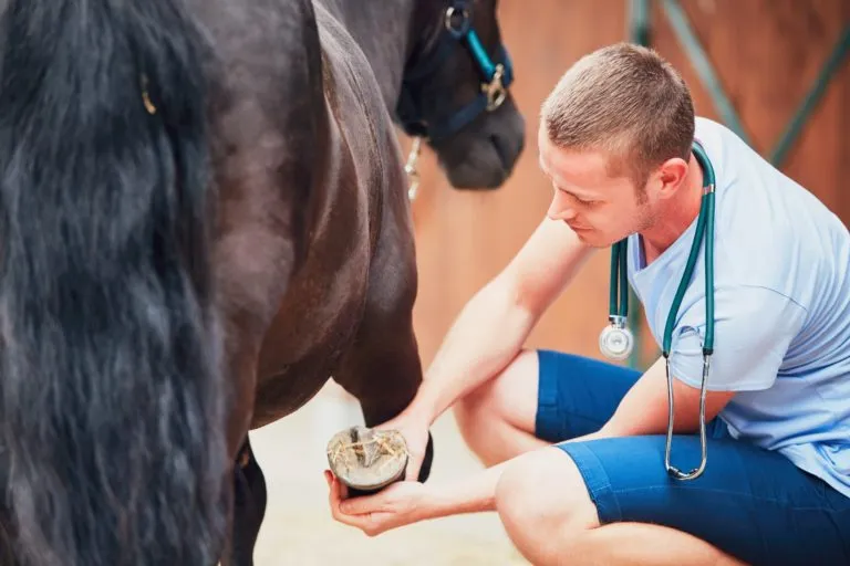 doenças nos cascos dos cavalos