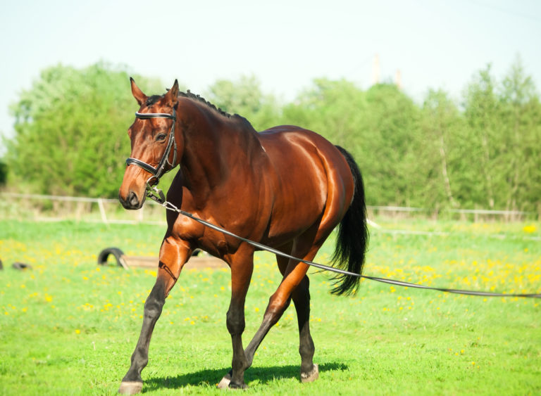 Compreender a linguagem dos cavalos