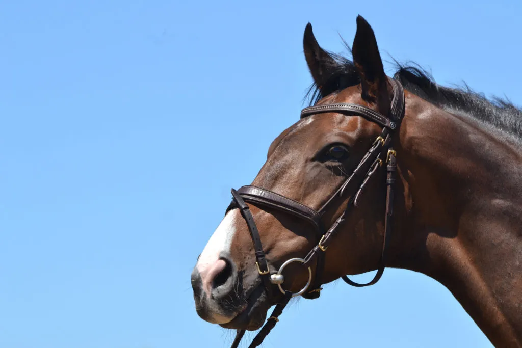 embocadura-cavalos