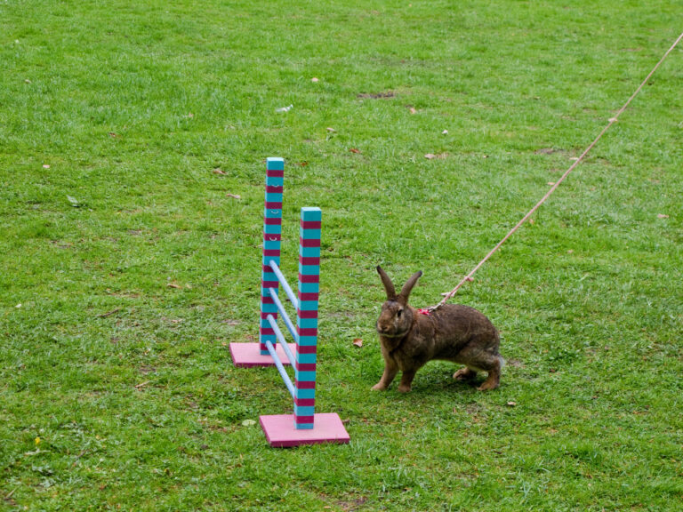 Rabbit in show jumping competition