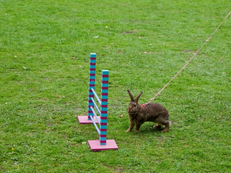 Rabbit in show jumping competition Rabbit in show jumping competition
