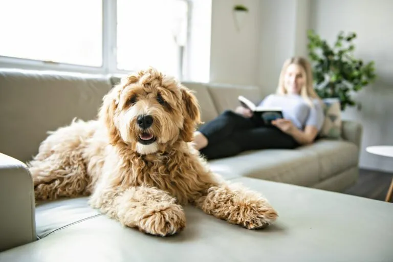 Labradoodle no sofá Ein Hund liegt auf dem Sofa und schaut in die Kamera