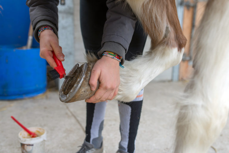 Tudo saber sobre a dermatite de quartela de cavalo - Royal Horse