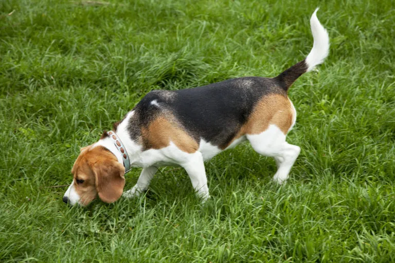 foxhound-americano foxhound-americano