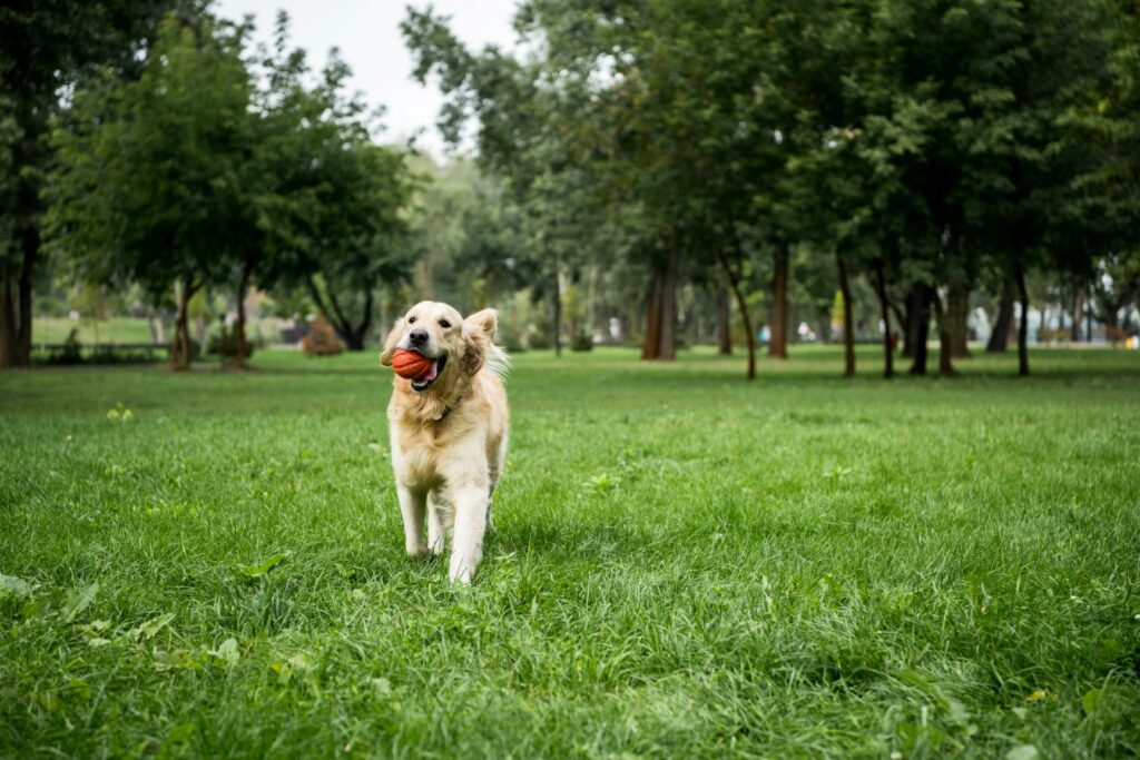 golden retriever nach covid 19