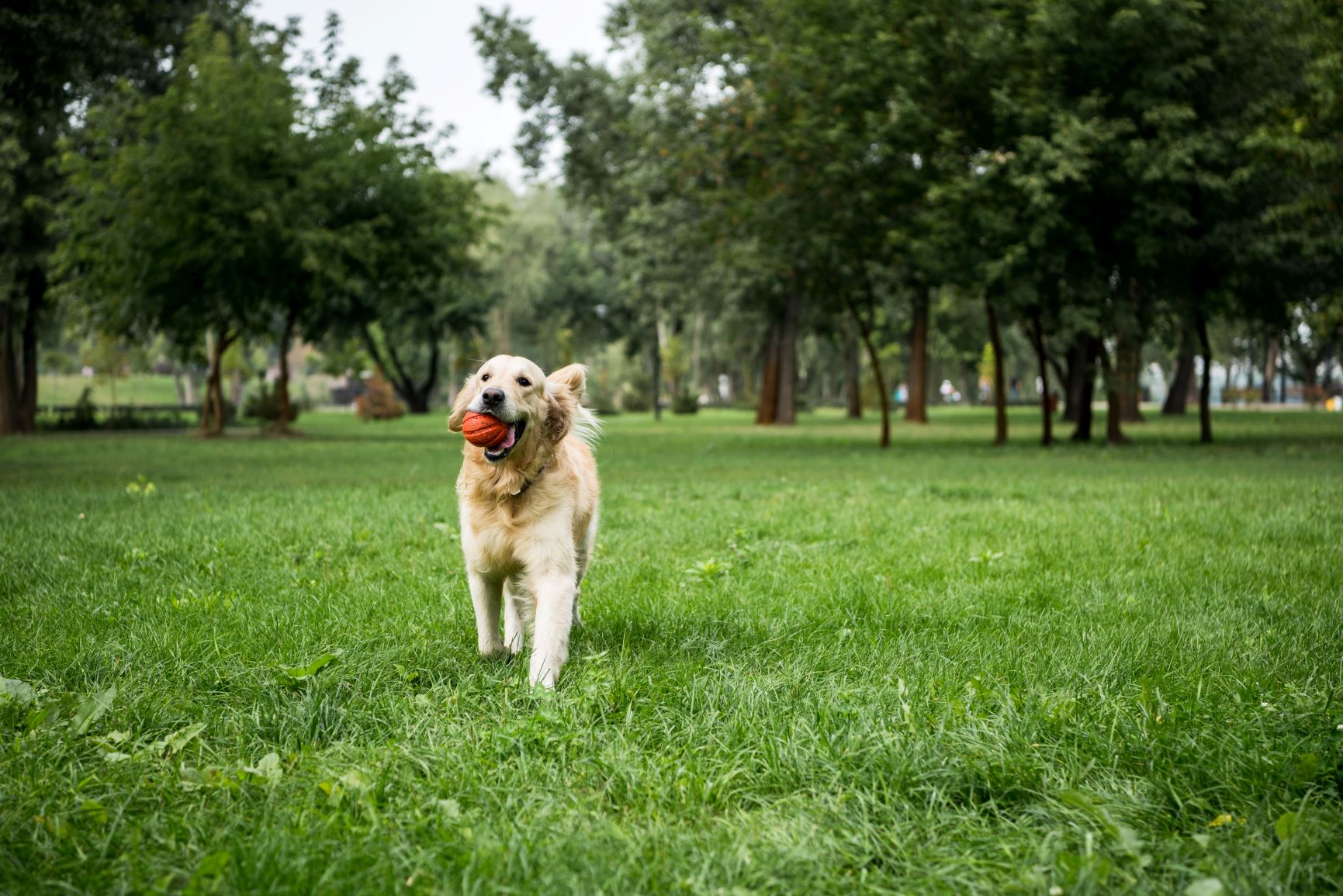 golden retriever nach covid 19 golden retriever nach covid 19