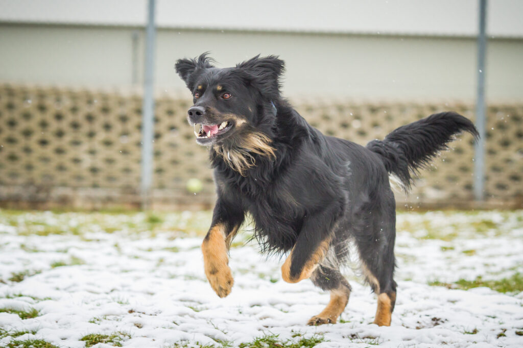 As origens do Antigo Cão de Pastor Inglês – dogs-ptmagazine