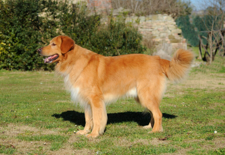 hovawart-raca hovawart-raca