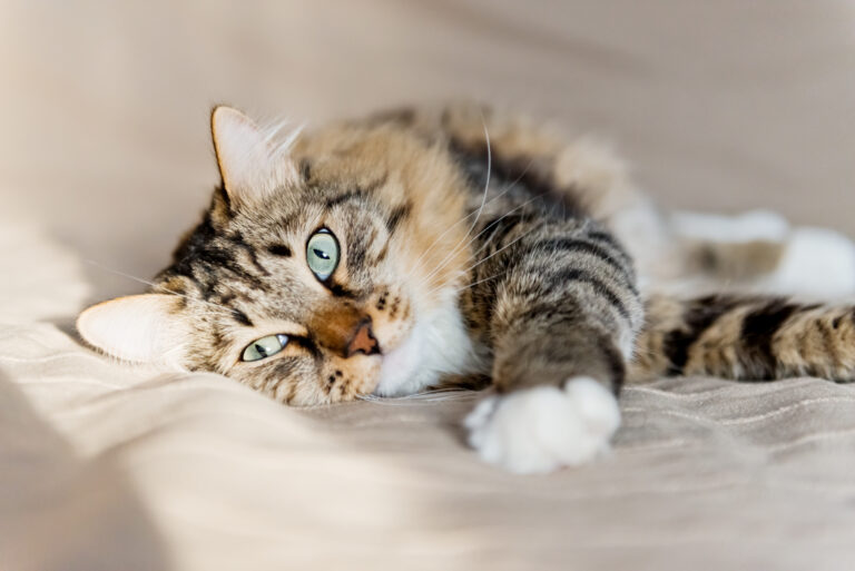 gato cinzento deitado na cama