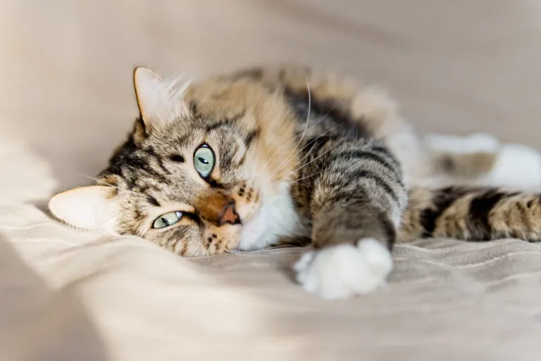 Gato cinzento deitado na cama pancreatite em gatos
