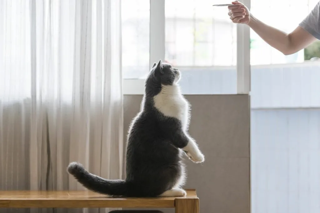 Treino com clicker para gatos: As guloseimas são excelentes recompensas para os gatos