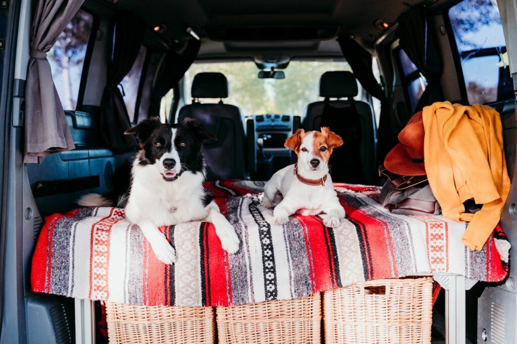 Acampar com um cão: dois cães em cima de uma manta na bagageira do carro