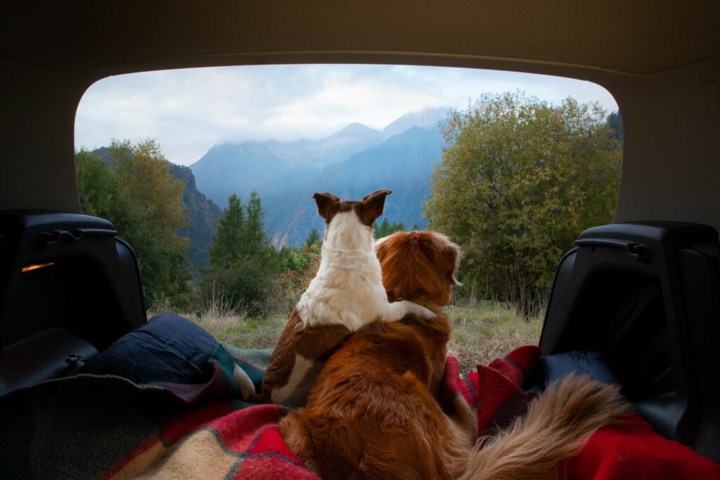 Dois cães vistos de costas a olhar para uma paisagem de montanha