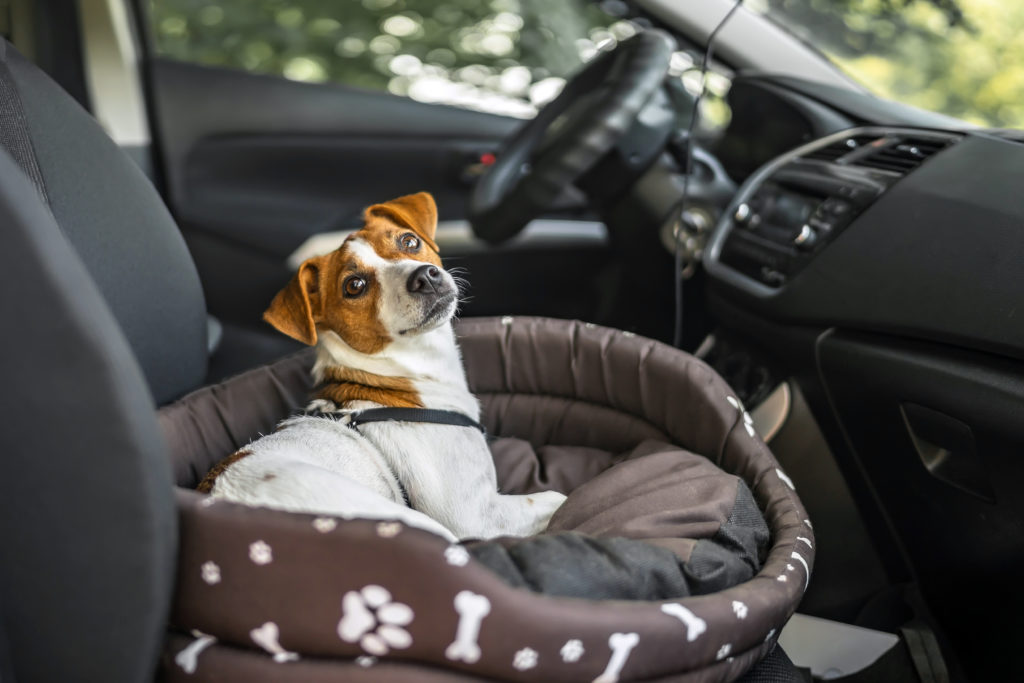viajar com o cão de carro