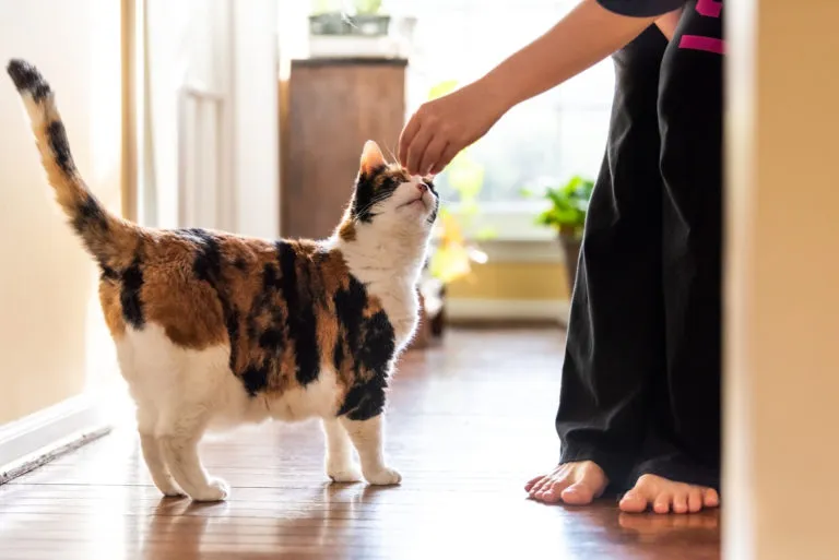 Treino com clicker para gatos: use este método divertido e eficaz para treinar o seu gato
