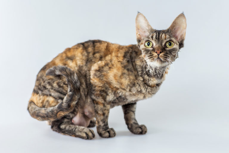 cornish-rex