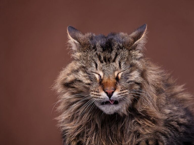 maine coon a espirrar