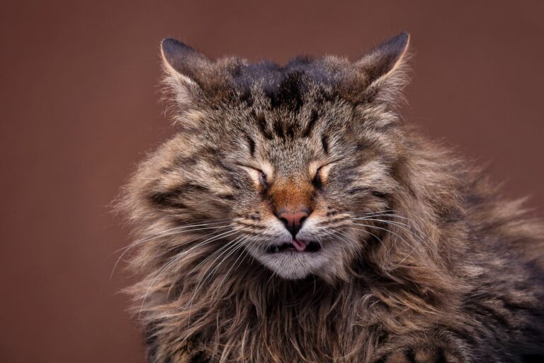 gato_espirra_1 O meu gato espirra: existem várias causas para o espirrar dos gatos, a maioria é inofensiva