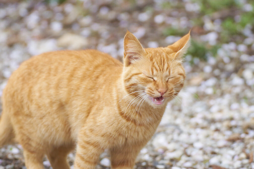 Gato amarelo a espirrar