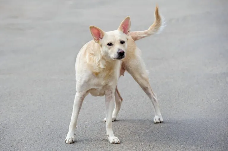 encontrar um cão perdido_1 cão branco perdido na rua