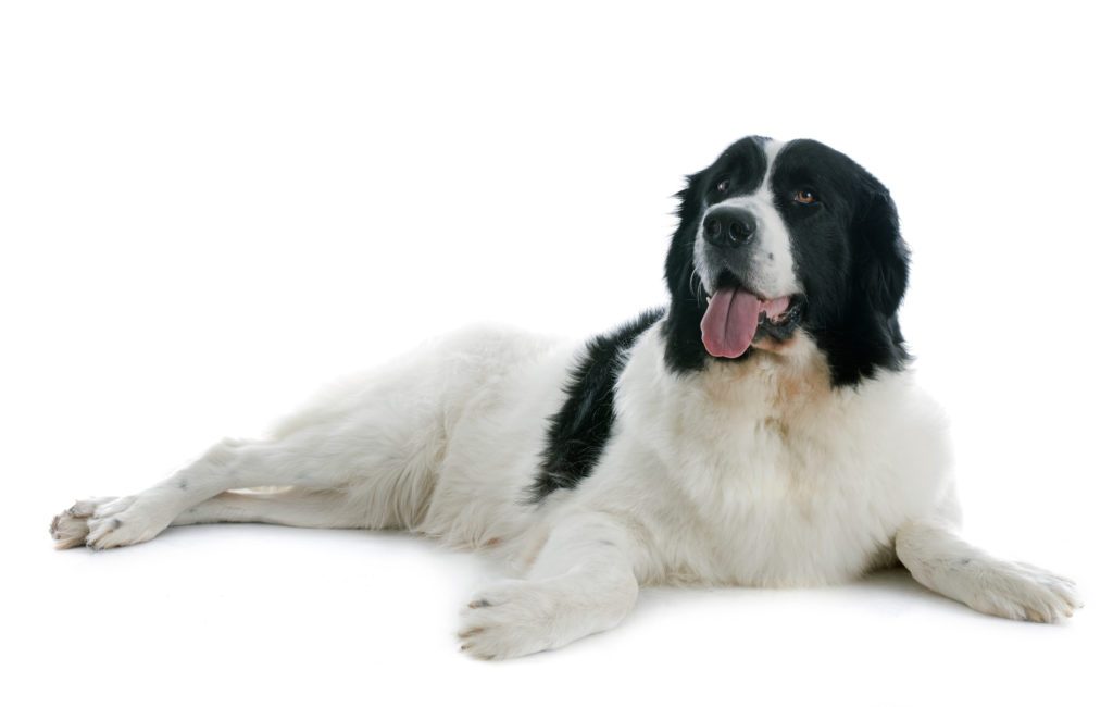 adotar landseer
