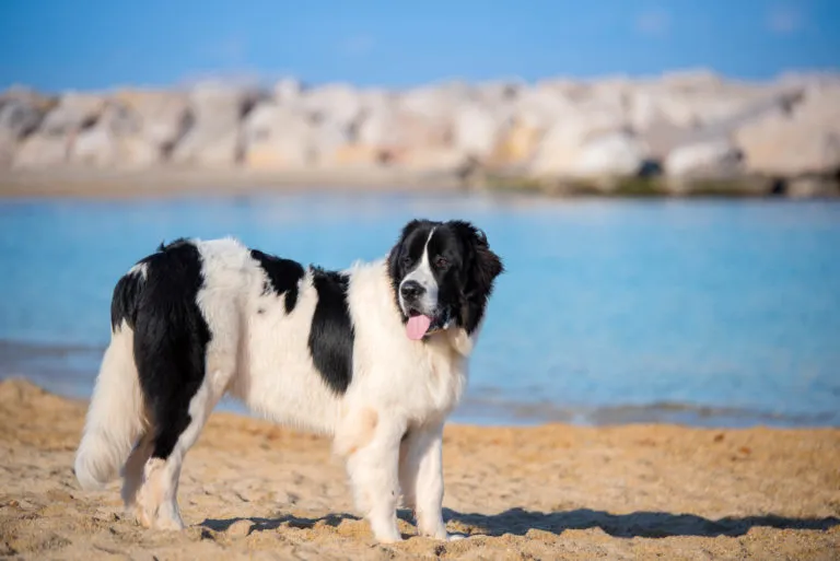 landseer