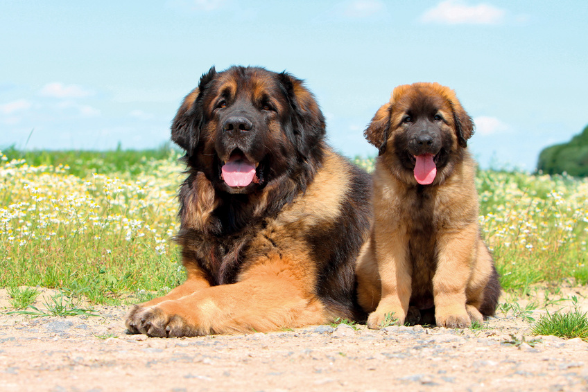 leonberger-cachorro