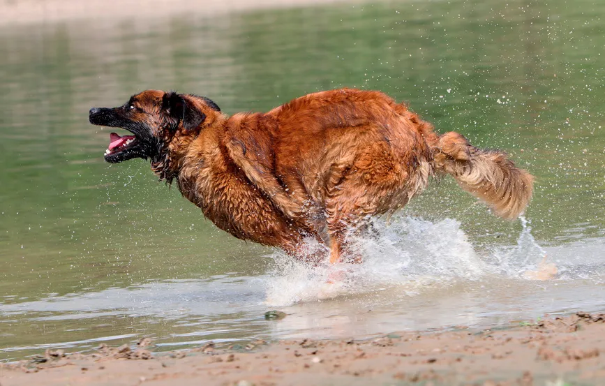 leonberger-na-agua