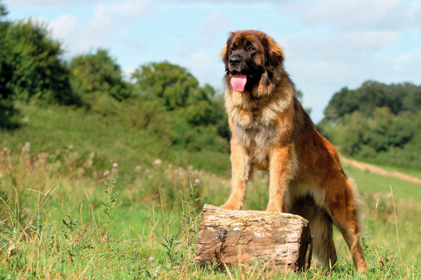 leonberger-no-campo