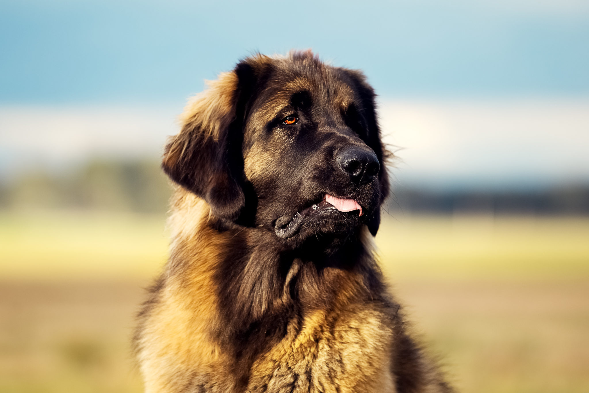 leonberger-olhar