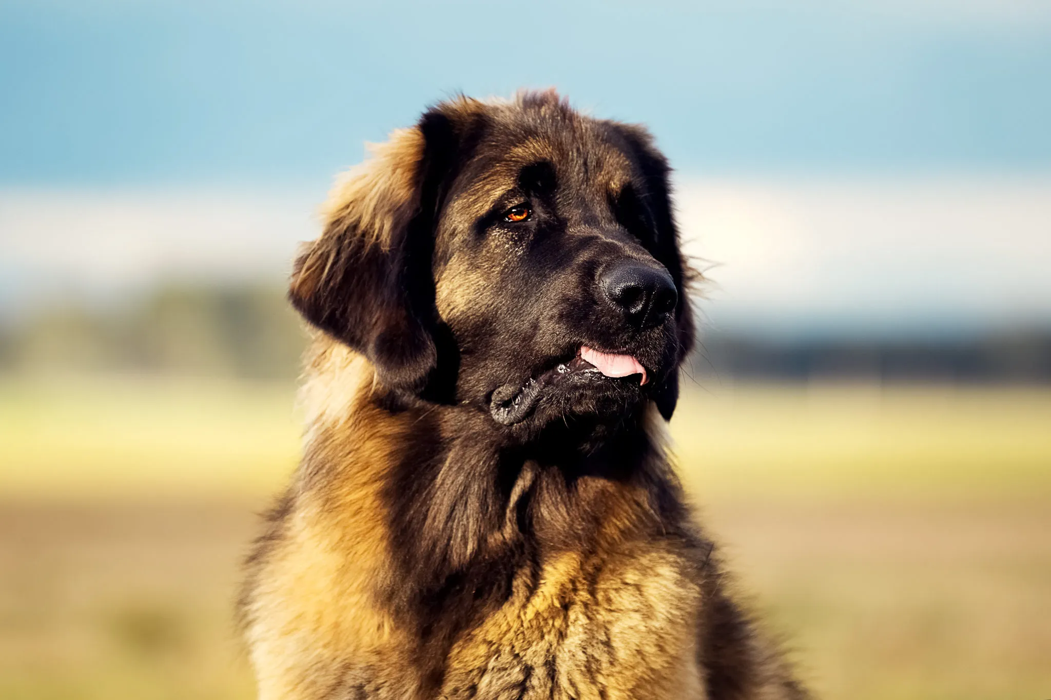 leonberger-olhar
