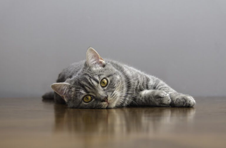 gato doente deitado numa mesa gato doente deitado numa mesa
